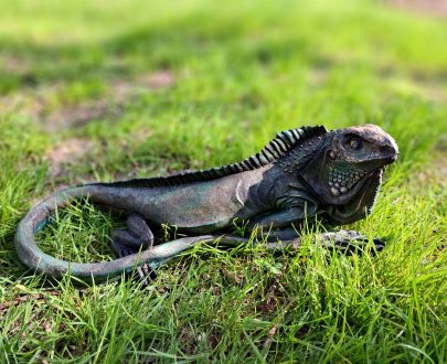 Садовая фигура Игуана, 20х49 см.