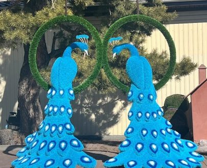 Топиари павлины в кольце, 220x155x75 см.