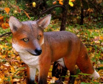 Скульптура Лисица 50х90х30 см