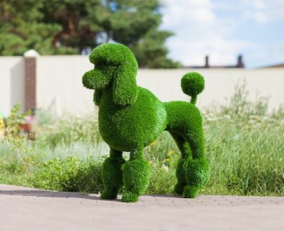 Топиари Пудель 100x40x75 см