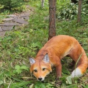 Садовая фигура Лиса крадётся 32х54х22 см