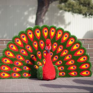 Топиари  Павлин веерный 110x200x70 см